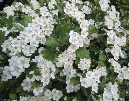 Skovplanter, løvplanter skov, skovrejsning, træer skov, buske, levende hegn, læhegn, hvidtjørn, crataegus laevigata  