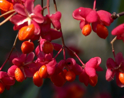 Skovplanter, løvplanter skov, skovrejsning, træer skov, buske skov, benved, euonymus europaeus