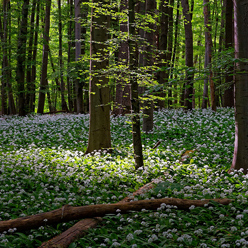 Skovplanter | Planter til skoven Forstplant