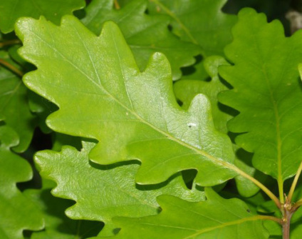 Skovplanter, løvplanter skov, skovrejsning, træer skov, stilk-eg, stilkeg, quercus petraea