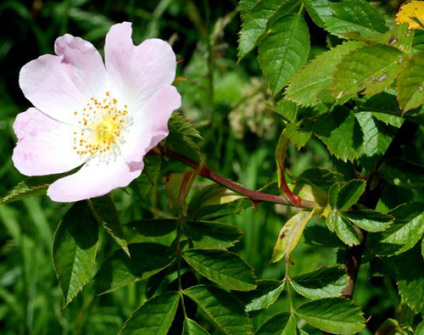 Skovplanter, løvplanter skov, skovrejsning, træer skov, buske skov, rosa canina, hunderose