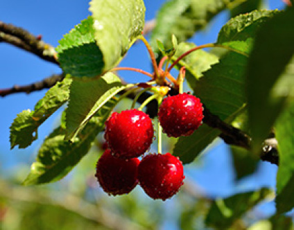 Skovplanter, løvplanter skov, skovrejsning, træer skov, fuglekirsebær, prunus avium