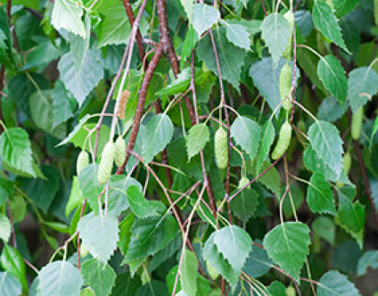 Skovplanter, løvplanter skov, skovrejsning, træer skov, birk, betula pendula