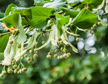 Skovplanter, løvplanter skov, skovrejsning, træer skov, småbladet lind, skov-lind, tilia cordata