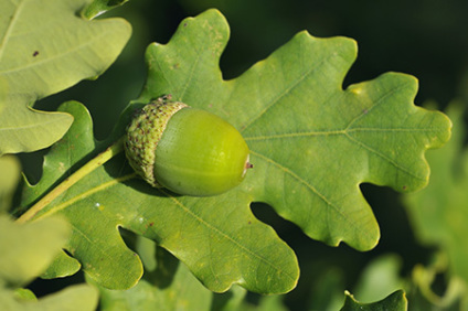 Skovplanter, løvplanter skov, skovrejsning, træer skov, stilk-eg, stilkeg, quercus robur