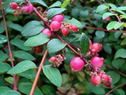 Skovplanter, løvplanter skov, skovrejsning, træer skov, symphoricarpos chenaultii, rød snebær