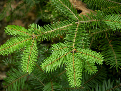 Skovplanter, nåletræsplanter skov, skovrejsning, træer skov, grandis, abies grandis, kæmpegran