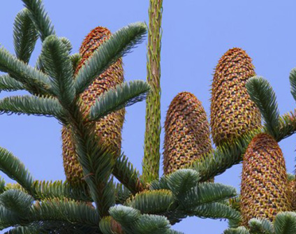 Skovplanter, nåletræsplanter skov, skovrejsning, træer skov, grandis, abies procera, nobilis, sølvgran