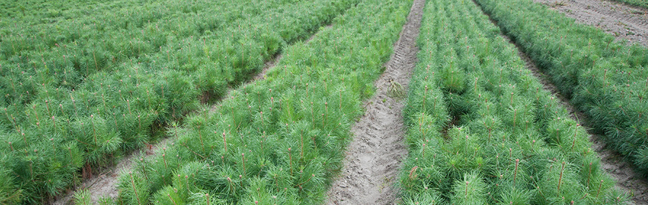 skovplanter, skov planter, nåletræsplanter, planter nåletræ, skovplanter nål, abies, picea, 