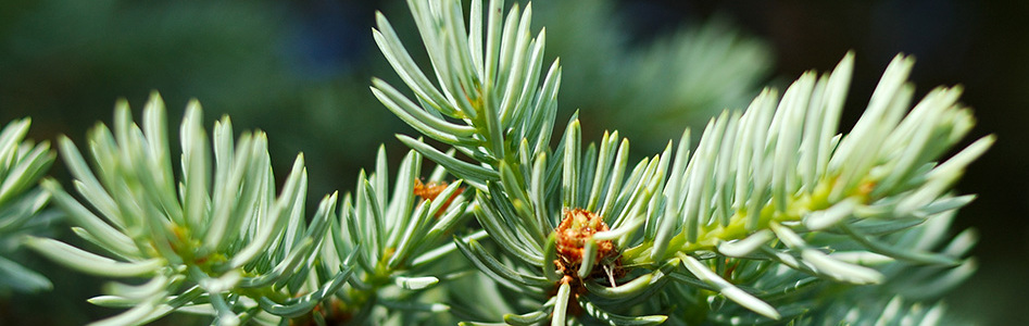 skovplanter, skov planter, nåletræsplanter, planter nåletræ, skovplanter nål, abies, picea, 