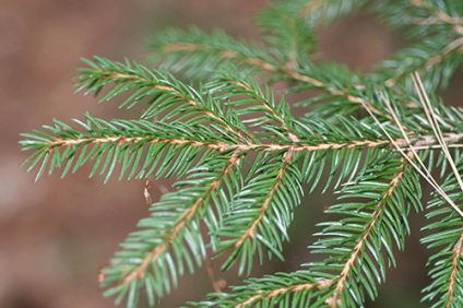 Skovplanter, nåletræsplanter skov, skovrejsning, træer skov, picea glauca, hvidgran