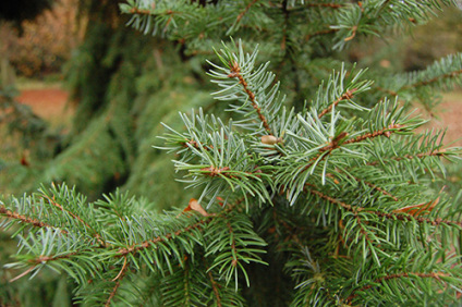 Skovplanter, nåletræsplanter skov, skovrejsning, træer skov, picea omorika, omorikagran, omorika gran, serbisk gran