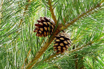 Skovplanter, løvplanter skov, skovrejsning, træer skov, skovfyr, pinus sylvestris