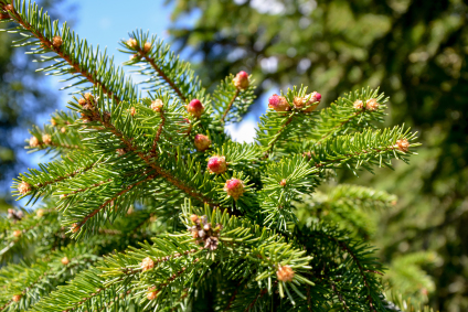 Skovplanter, nåletræsplanter skov, skovrejsning, træer skov, picea abies, rødgran