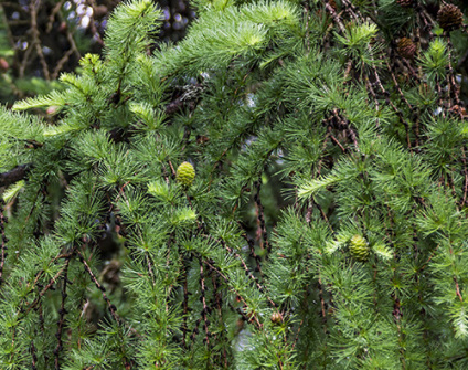 Skovplanter, nåletræsplanter skov, skovrejsning, træer skov, larix kaempferi,  larix x kaempferi, japansklærk, lærk, japansk lærk