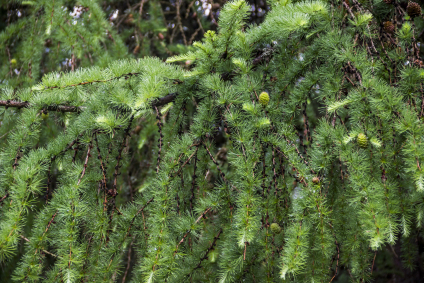 Skovplanter, nåletræsplanter skov, skovrejsning, træer skov, lærk, hybrid-lærk, larix x eurolepis