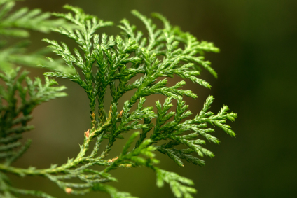 Skovplanter, nåletræsplanter skov, skovrejsning, træer skov, chamaecyparis lawsoniana, cypres