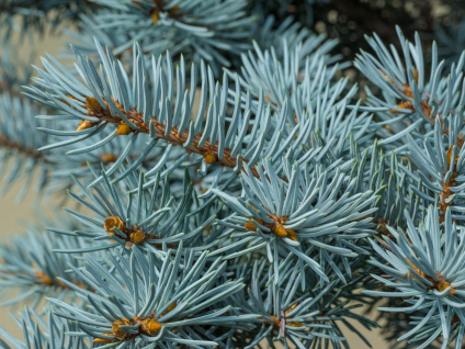 Skovplanter, nåletræsplanter skov, skovrejsning, træer skov, picea pungens, blågran, blå gran, colorado gran, colorado-gran