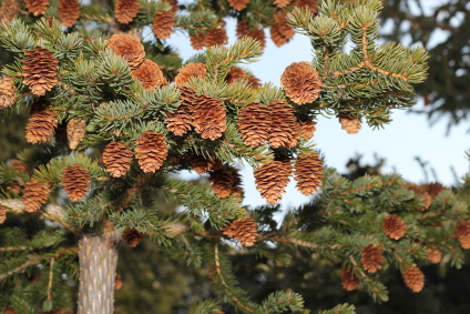 Skovplanter, nåletræsplanter skov, skovrejsning, træer skov, picea sitchensis, sitkagran, sitka gran