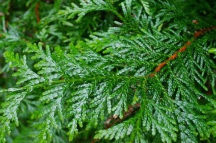 Skovplanter, nåletræsplanter skov, skovrejsning, træer skov, kæmpe thuja, thuja plicata, cypres