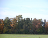 Planter landskab, landskabsplanter, levende hegn, læhegn, vildtpleje, vildtremise