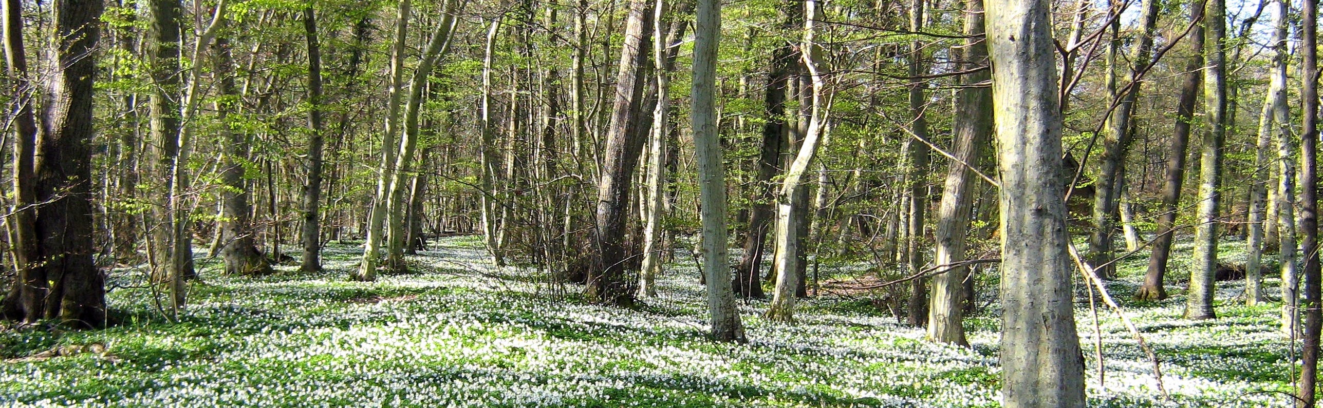 skov, planter skov, skovplanter, skovrejsning, skovejer, ny skov, planter til skoven, plant skov, skov efterår. efterårsløv, 