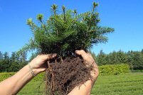 Plants Christmas trees, plants greenery, greenery, young plants, Nordmann firs, nordmann, danish origins nordmann 