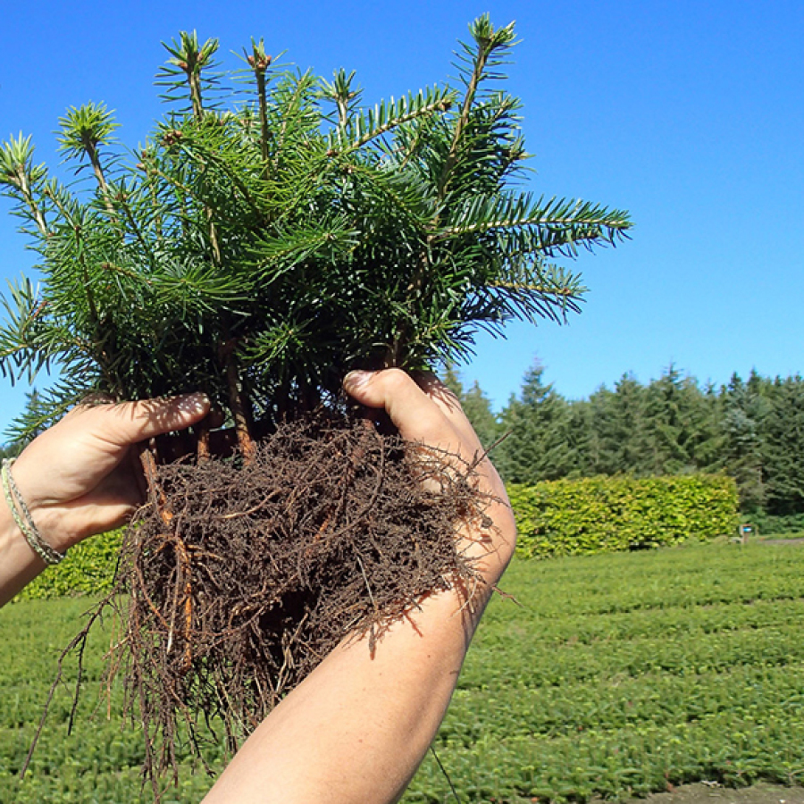 Willkommen an forstplant - Jungpflanzen | Forstplant