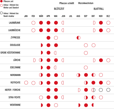 pflanzen, zeit zu pflanzen, setzlinge, jungpflanzen, weihnachtsbäume, schnittgrün