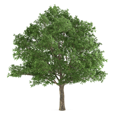 alletræer, allétræer, store alletræer, quercus robur, stikeg, stilk-eg, stilk eg