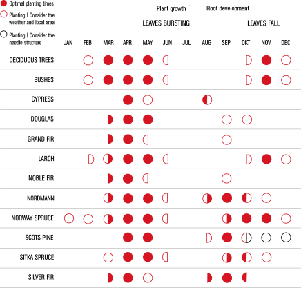 plants, planting times, Christmas trees, greenery