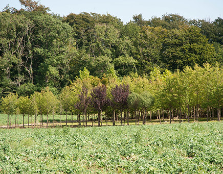 allétræ, allétræer, alletræer, alletræ, allé med træer, køb allétræer, køb alletræer, 