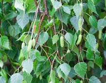 Skovplanter, løvplanter skov, skovrejsning, træer skov, birk, betula pendula