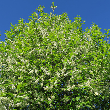 alletræer, allétræer, store alletræer, prunus padus, hæg, alm hæg, alm. hæg, almindelige hæg