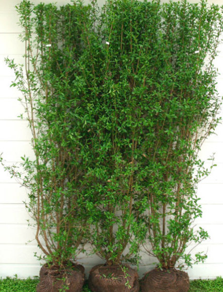 ligusterhæk, hækplanter liguster, ligusterhæk planter, liguster liga, færdighæk, færdighæk liguster, færdige hækplanter, høje hækplanter, tætte hækplanter, køb hækplanter