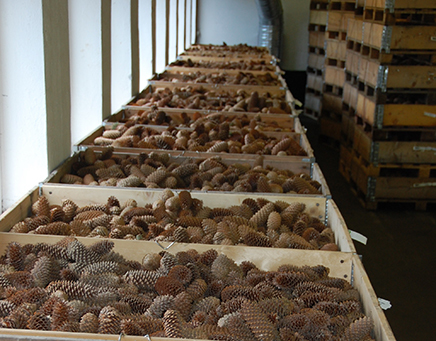 Herkomstsikkerhed | Juletræer 