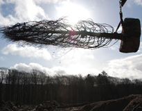 Planter alle, store træer, alletræer, allétræer, planter allé, træer allé