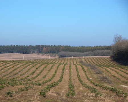 nordmannsgran, abies normanniana, nordmansgran 2/2, juletræer planter, pyntegrønt planter, klippegrønt planter, juletræsproduktion, pyntegrønt produktion, klippegrønt produktion, levende hegn, skovbryn, køb planter, juletræsdyrker, skovdyrker, plant træer, 
