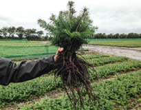 Quality plants, plants christmas trees, production christmas trees 