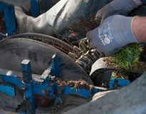 Quality plants, plants christmas trees, production christmas trees 