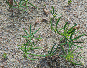 plants quality christmas trees, plants christmas trees, age plant christmas trees, christmas trees, plants quality greenery, plants quality christmas tree, greenery