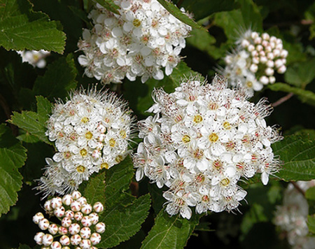 Skovplanter, løvplanter skov, skovrejsning, træer skov, Physocarpus opulifolius, blærespirea, blære spirea