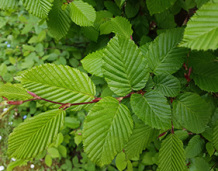 Skovplanter, løvplanter skov, skovrejsning, træer skov, avnbøg, carpinus betulus